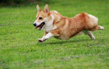 宠物犬排名及图片大全（宠物犬种类大全及名称）