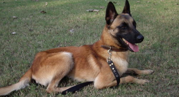 盘点比利时玛利诺犬与德国牧羊犬的区别