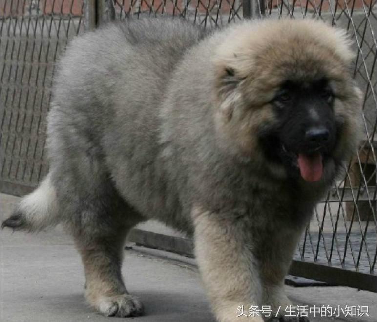 高加索犬图片（高加索犬幼崽多少钱一只）