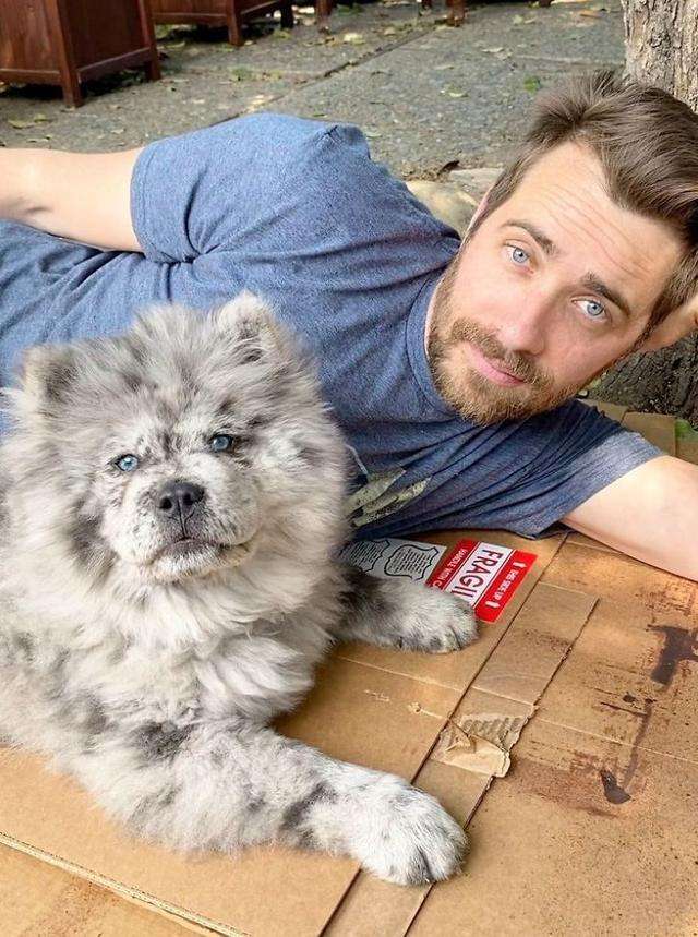 毛色稀有的帅气松狮犬，侧脸看是霸气小狮子，实际上超可爱