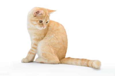 小猫咪感冒了能自愈吗（猫感冒了会自己好吗）