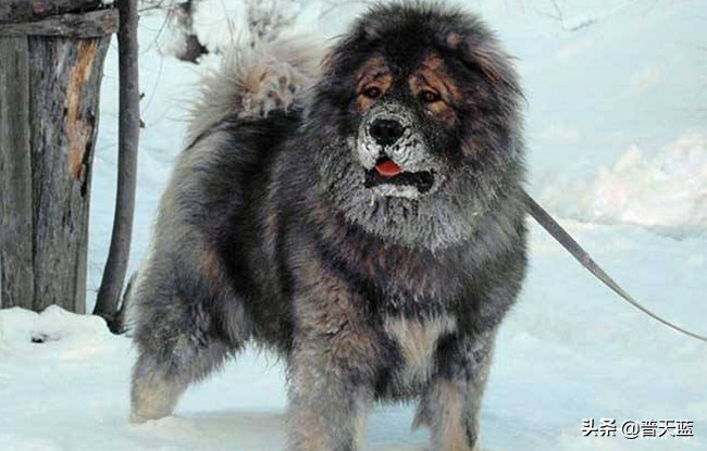 最强的十种猎犬介绍（什么猎犬最好养）