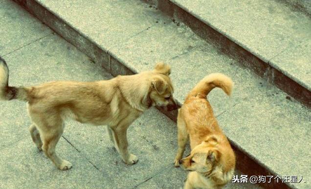 中华田园犬怎么养（养中华田园犬的注意事项）