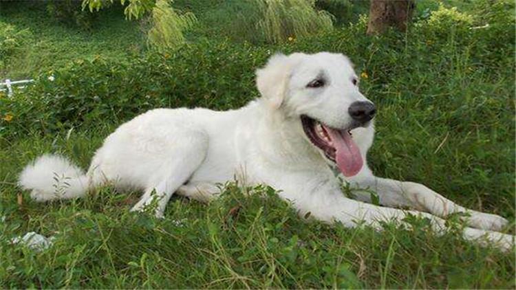 养大白熊犬要注意的事项(大白熊犬怎么养)