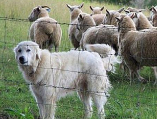 不要再管那些狗，它们是牧羊犬！主人简直被无知游客气死！