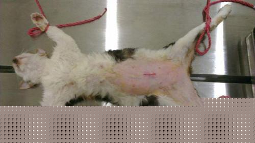 母猫可以不做绝育吗 国外为什么禁止给猫绝育