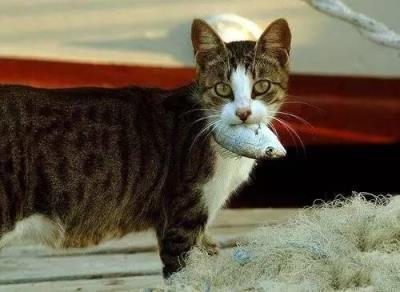 猫吃什么会中毒立刻死（这几种食物容易导致猫咪中毒）