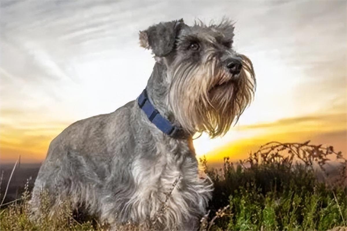 巨型雪纳瑞多少钱一只（雪纳瑞和泰迪哪个好养）