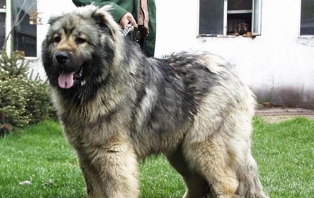 宠物犬排名及图片大全（宠物犬种类大全及名称）