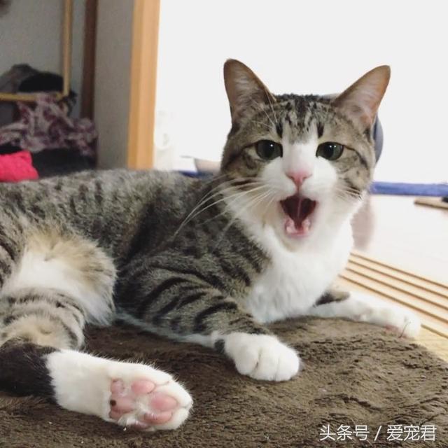 猫能吃鸡骨头吗(猫可以吃鸡骨头吗)