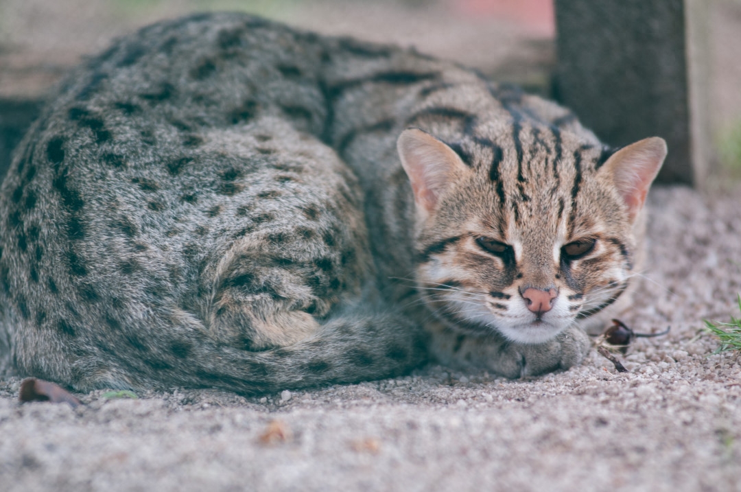 斯芬克斯猫等价格一览表2023（猫奴必备：探秘养猫界的名贵品种）