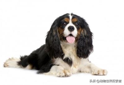 中国十大最受欢迎犬种（十大最受欢迎的家庭犬种）