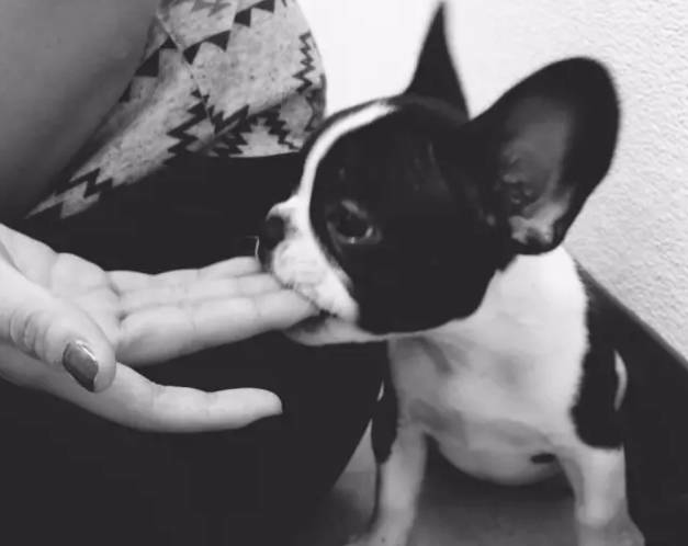 斗牛犬吃什么食物最好（详解：斗牛犬喜欢吃的食物）