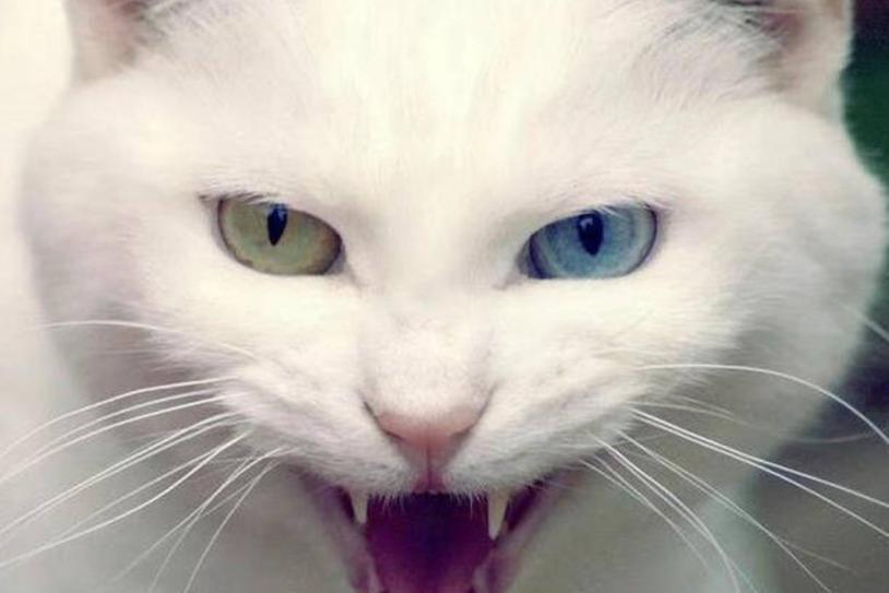 猫目光呆滞躺着不动不吃不喝怎么办(猫没精神一直睡觉眼神呆滞厌食)