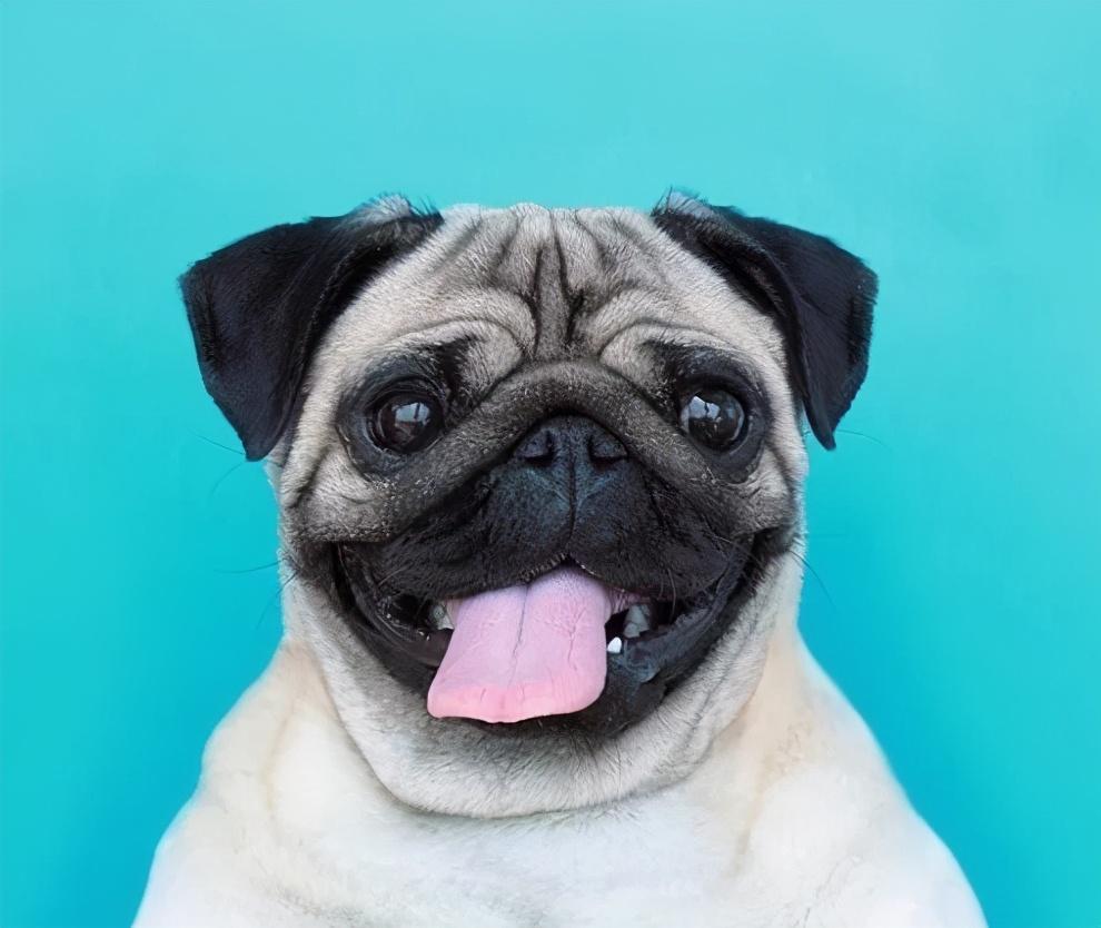 六种便宜又好养的狗狗介绍（什么小型犬便宜又好养）