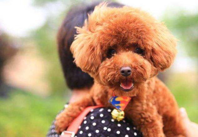 纯种泰迪犬怎么看（了解泰迪纯种特征描述）