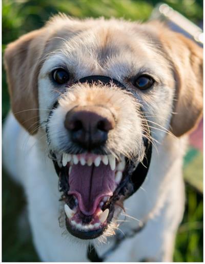 狗狗几个月换牙（狗狗换牙期注意事项）