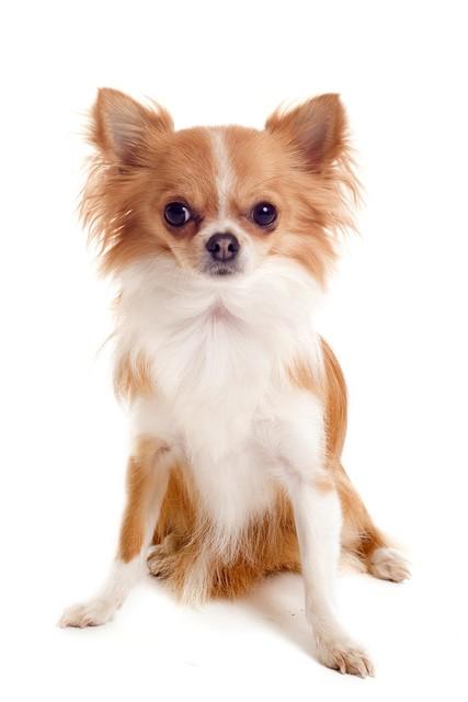 “微型萌犬”的魅力有多大（附：吉娃娃狗图片）