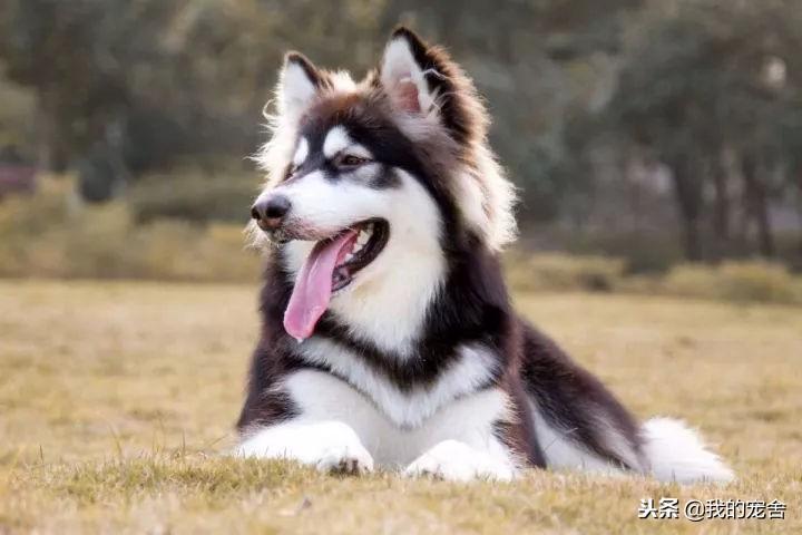 大型雪橇犬种类介绍（详解：雪橇犬有哪几种）