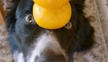 牧羊犬 为搏主人一笑偷练杂技：我没有偷吃！