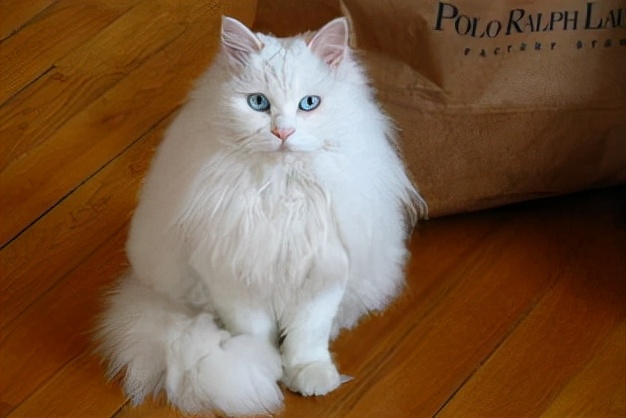 布偶猫与什么猫杂交来的(附:最早的布偶猫繁育品种)