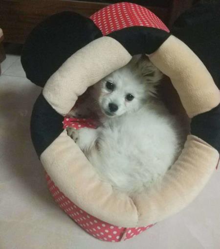 幼犬得了细小能治好吗