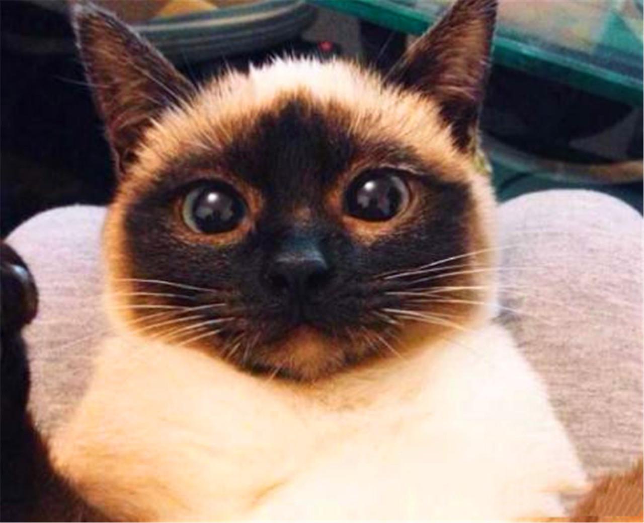 建议养暹罗猫的六个优点