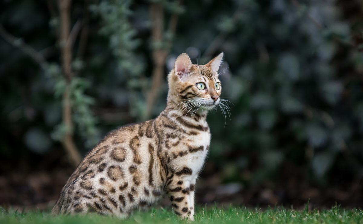 公猫绝育还长个子吗（公猫绝育早会影响骨骼发育其费用高昂）