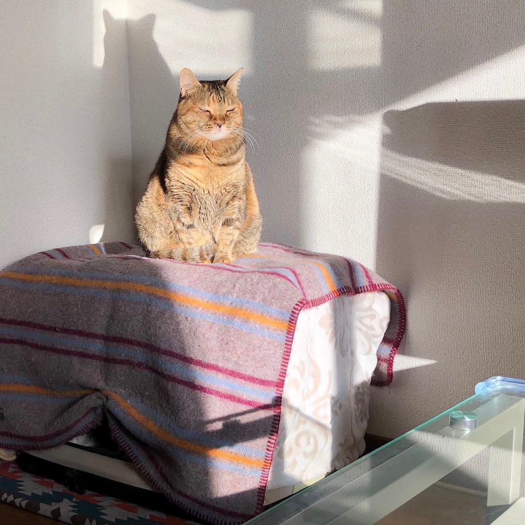 母猫乱拉乱尿是什么情况