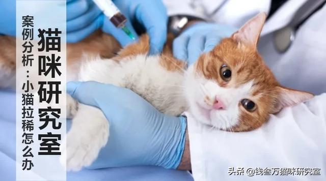 小猫拉稀如何在家治疗