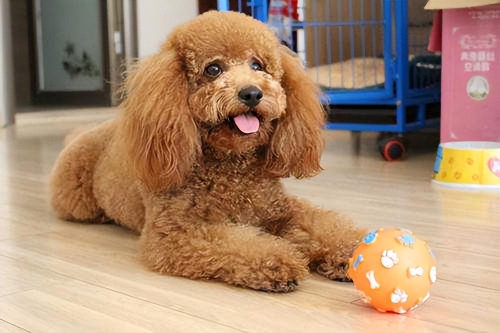 最值得养的小型犬推荐（家养的小型犬有哪些）