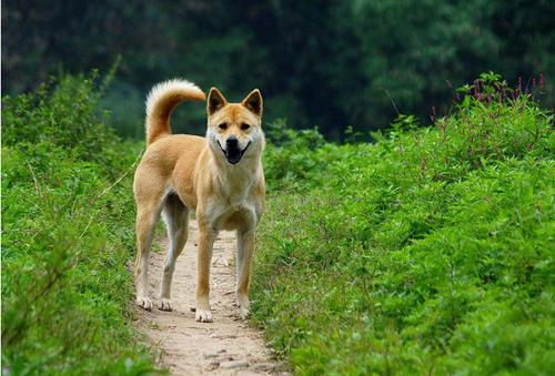 盘点养土狗的一些禁忌