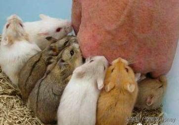 盘点各种色系的坎贝尔仓鼠（为何不建议养银狐仓鼠）