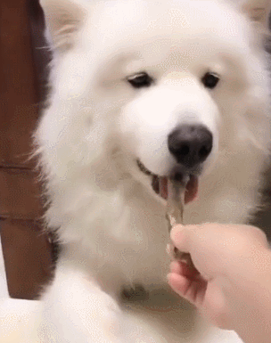 小狗吃什么食物（详解：狗狗爱吃的这6种食物）