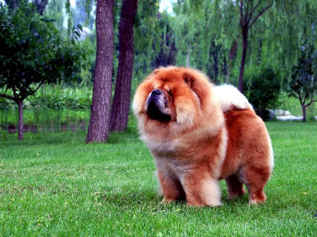 松狮犬怎么看品相（详解：纯种松狮犬特征介绍）