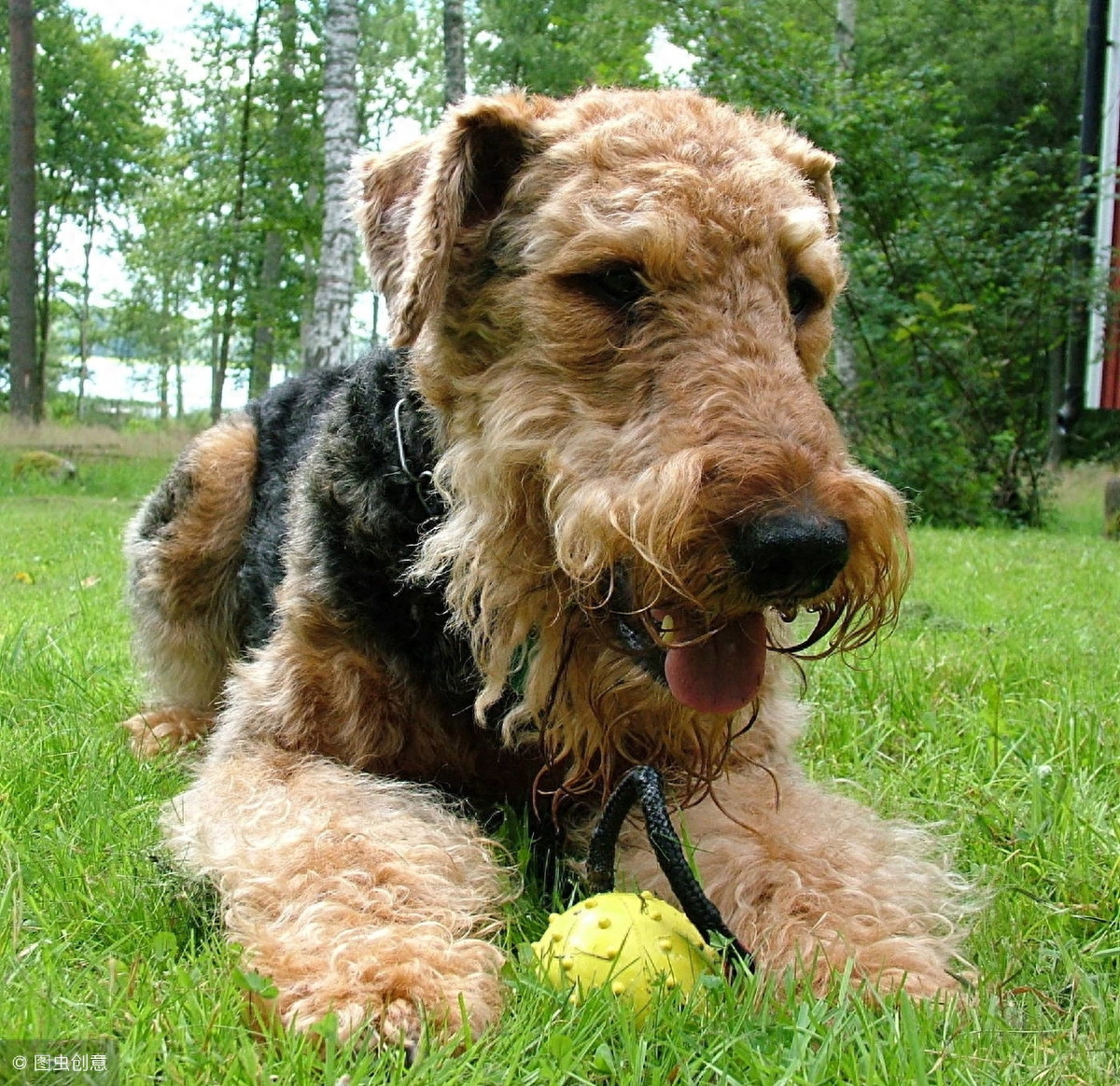 梗类犬图片有吗（附：“梗犬”知识大搜罗）