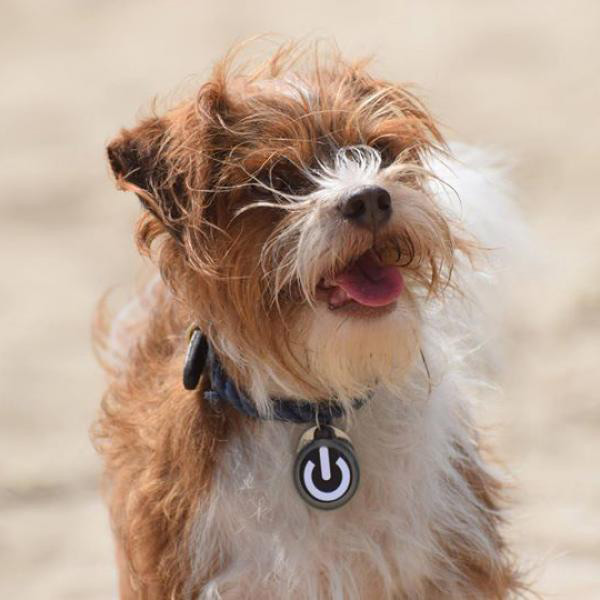 狗狗一直打嗝的原因（详解：小狗疯狂打嗝是怎么回事）