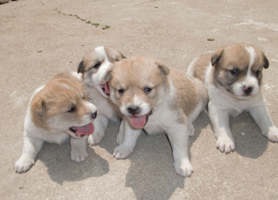 为什么狗第一胎不能要（附：第一胎容易死亡是一个常见的现象）