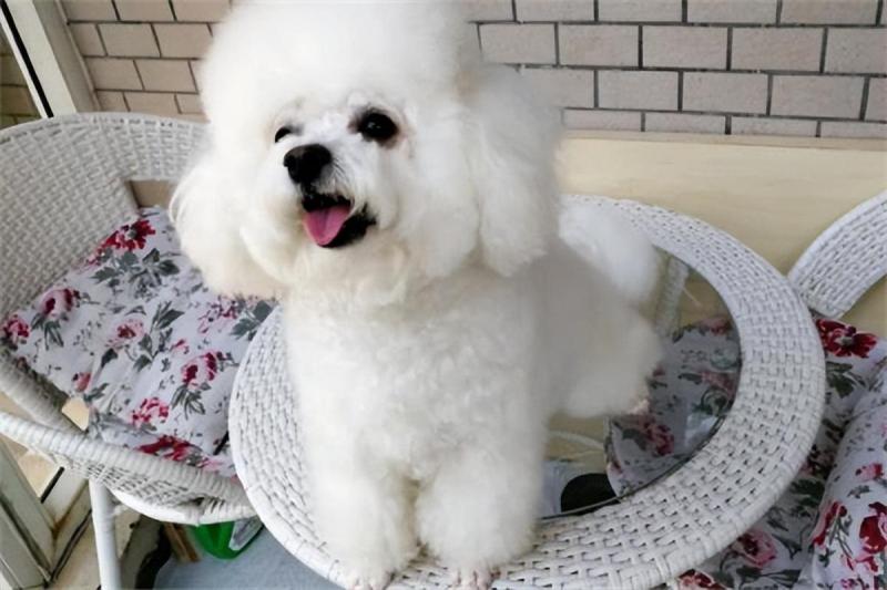 最便宜的狗品种价格一览表（批发买10元1条小狗靠谱吗）