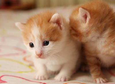 猫咪得了猫鼻支是什么症状（详解：鼻支猫咪症状）