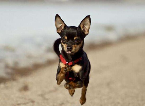 迷你杜宾犬性格如何