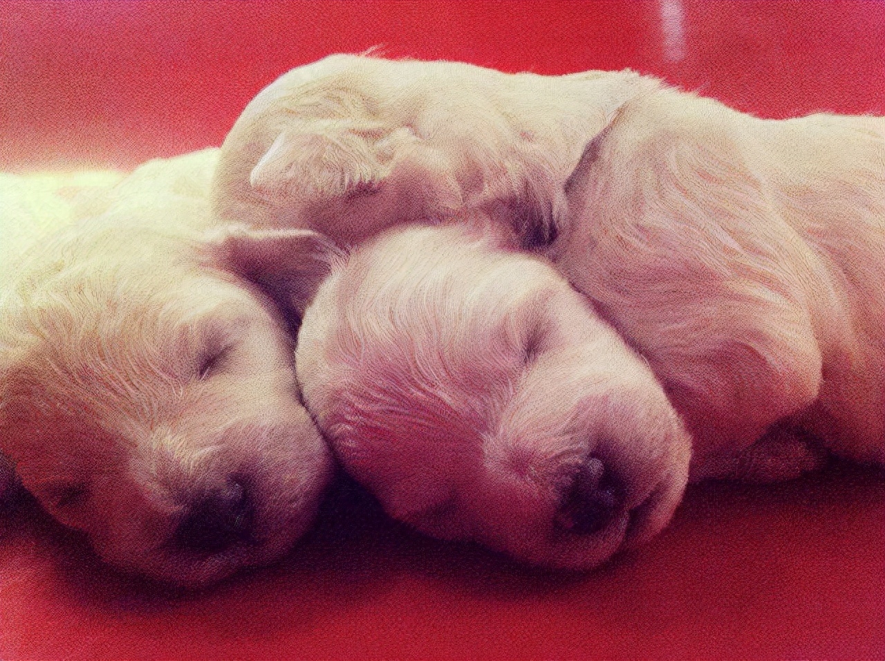 比熊一到12个月变化图有吗（附：比熊0-12月龄变化和体重的对照）