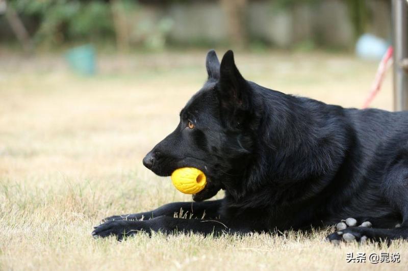 盘点东德牧羊犬的优缺点（教你如何鉴定纯东德牧羊犬）