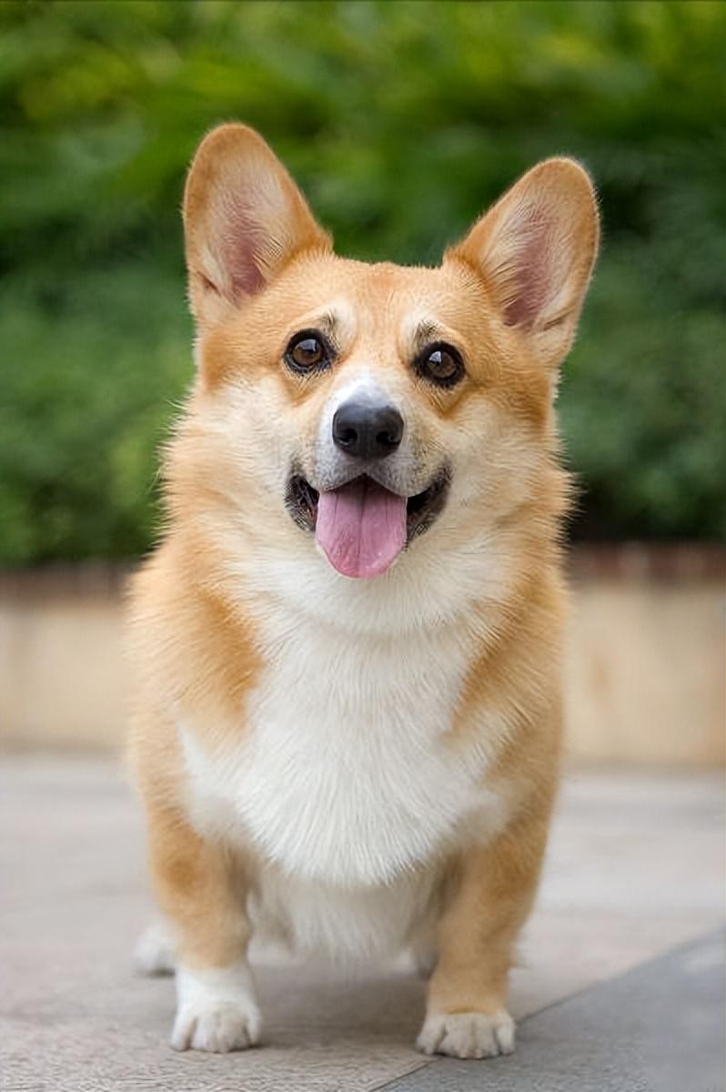 养柯基的好处和坏处