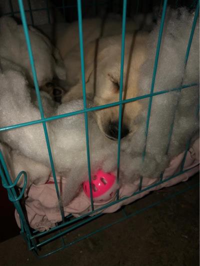 细小病毒狗狗能自愈吗（狗狗得细小）