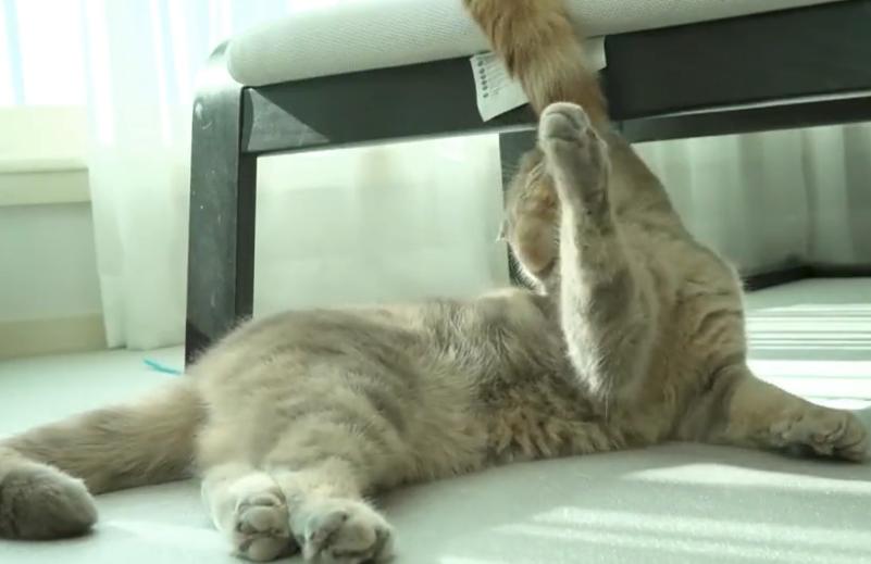 猫的尾巴有何作用(附:大力扯猫的尾巴会怎么样)