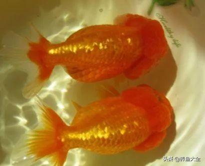 适合新手养的金鱼品种推荐(好养的金鱼品种有哪些)