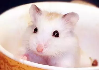 仓鼠怎么逗才会开心呢（附：教你养主动亲近你的小仓鼠）