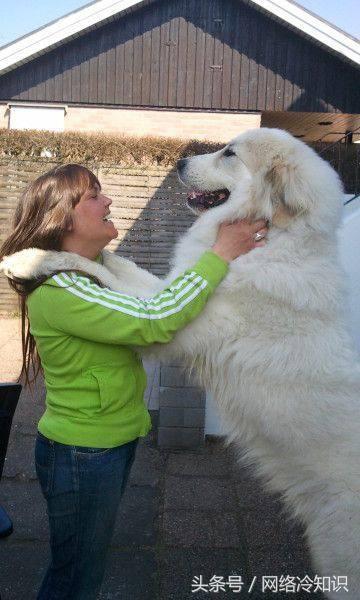 大白熊犬怎么训练(教你训练大白熊犬的正确方法)