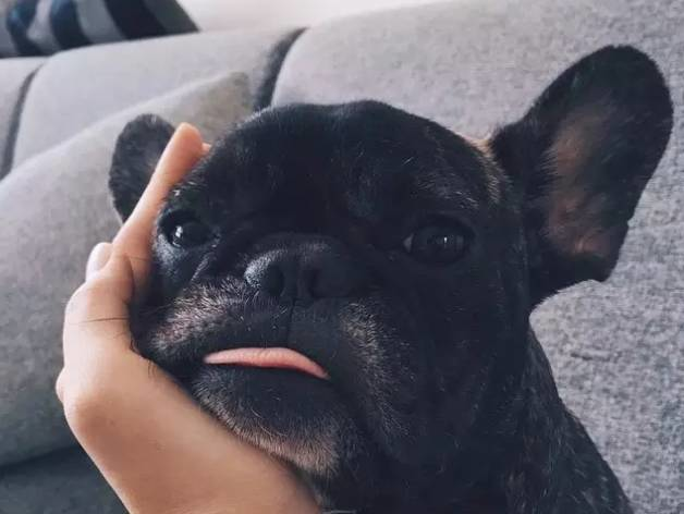 斗牛犬吃什么食物最好（详解：斗牛犬喜欢吃的食物）